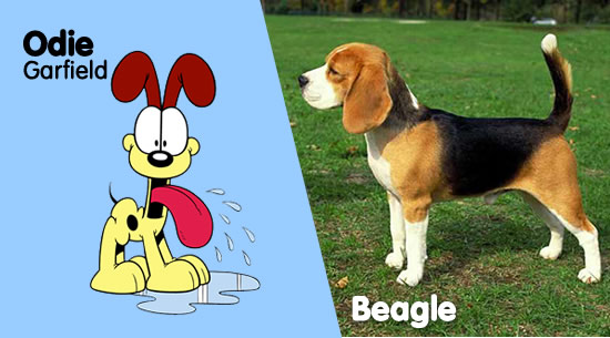 Odie de 'Garfield y sus amigos' es un Beagle