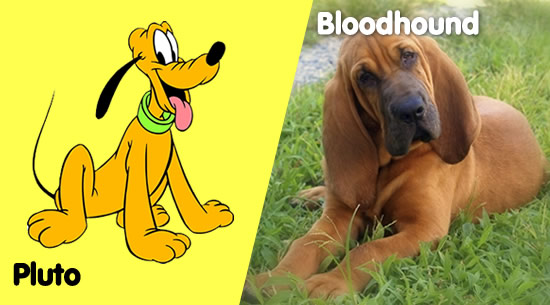 Pluto es un Bloodhound