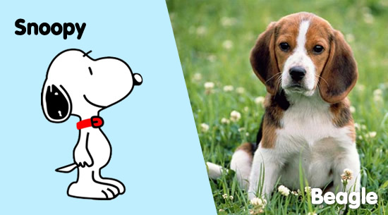Snoopy es un Beagle